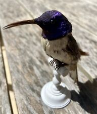 Taxidermy bird hummingbird d'occasion  Nice-