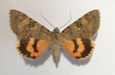 Noctuidae CATOCALA PUERPERA****female Nr.2*****HUNGARIA for sale  Shipping to South Africa