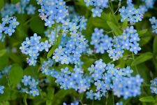 500 graines myosotis d'occasion  Clermont-Ferrand-