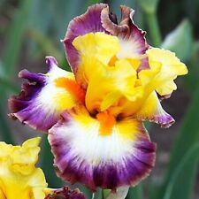 Bearded iris rhizomes for sale  Gaffney