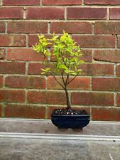 Blackthorn outdoor bonsai for sale  LEEDS
