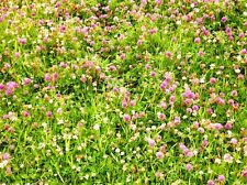 Hasen garten kaninchen gebraucht kaufen  WÜ-Heidingsfeld,-Heuchelhof