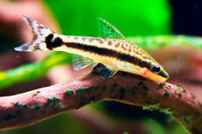 Otocinclus dwarf catfish for sale  BIRMINGHAM