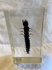 Dobsonfly larva singular for sale  PETERBOROUGH