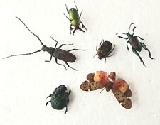 Beetle insect collection for sale  SLEAFORD
