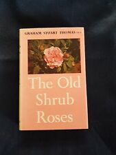 Old shrub rose for sale  BILLERICAY