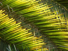 Phoenix Canariensis (10 semillas) segunda mano  Embacar hacia Argentina