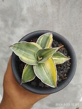 sansevieria kimayo variegated Fast Moving! for sale  Shipping to South Africa