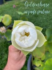 Rhizomes mini lotus d'occasion  Brive-la-Gaillarde