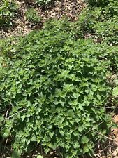 Stinging nettle herb for sale  Elizabethtown