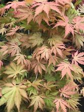 Japanese maple spring for sale  Woodburn