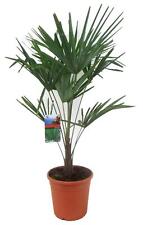 trachycarpus for sale  Shipping to Ireland