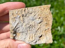 Rare fossil crinoid for sale  Coppell