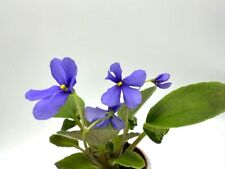 African violet peri for sale  Hampstead