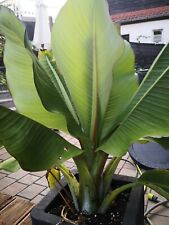 Seeds abyssinian banana for sale  Shipping to Ireland