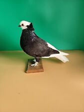 J89 pigeon bird for sale  Hinton