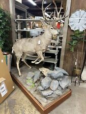 Mule deer taxidermy for sale  Dothan