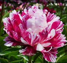 Peony candy stripe for sale  CANVEY ISLAND