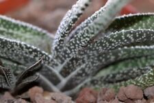 Used, Wart Gasteria ** (1 plant vq9-9x9x10) for sale  Shipping to South Africa