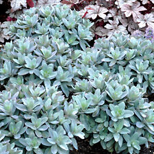 Sedum marina orpine for sale  UK