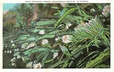 Vintage Postcard 1920's View Night Blooming Cereus Hylocereus Undatus In Florida for sale  Shipping to South Africa