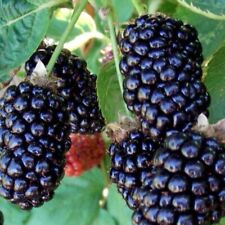 Pianta boysenberry incrocio usato  Maddaloni