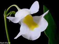 Utricularia Alpina * Carnivorous * Alpine Bladderworts * Very Rare Plant * 10 Se, used for sale  Shipping to South Africa