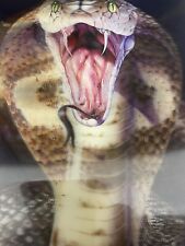 Venomous cobra snake for sale  HUDDERSFIELD