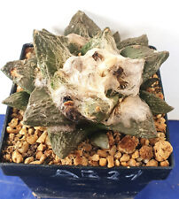 Ariocarpus hybrid 7cm gebraucht kaufen  Alzenau