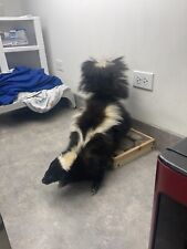 Nice fluffy skunk for sale  Elgin