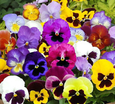 Pansy mix heirloom for sale  Sevierville
