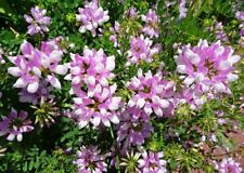 Crown vetch coated for sale  Pikeville