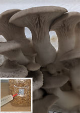 King oyster mushroom for sale  WORCESTER