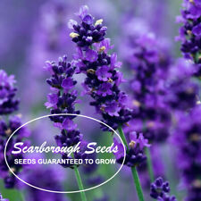 Scarborough Seeds 500 Lavender Seeds HERB NON-GMO MOSQUITO REPELLENT USA!, used for sale  Chula Vista