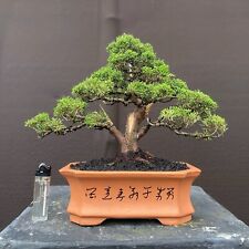 Bonsai Sargenti Itoigawa || Juniperus Chinensis || Cypress Sinensis | Cemara segunda mano  Embacar hacia Argentina