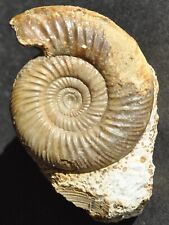Ammonite microconque bajocien d'occasion  Angers-