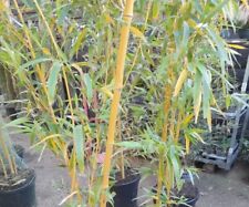 Phyllostachys vivax chinese for sale  EGHAM