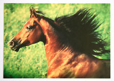 Pferde postkarte portrait gebraucht kaufen  Langen