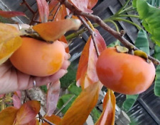Fuyu persimmon fruit for sale  Ben Wheeler