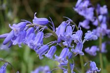 English bluebell early for sale  CRAWLEY