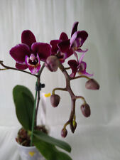 Mini phalaenopsis purple for sale  LONDON