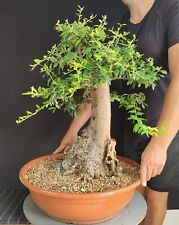 Pre bonsai esemplare usato  San Pancrazio Salentino