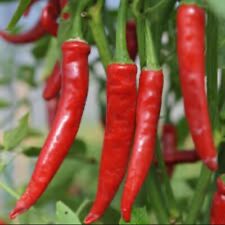 Chili cayenne large for sale  LONDON