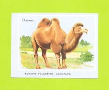 Vignette chameau d'occasion  Nancy-