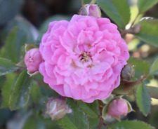 Minnehaha rambling rose for sale  MARCH