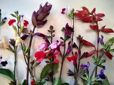 Salvia perennial plant for sale  MARCH