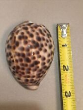 Cypraea tigris shell. for sale  Houston
