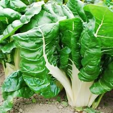 Swiss chard fordhook for sale  RUGBY