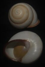 Tonyshells  Landsnail Calocochlia collodes GLUED HELICOSTYLA 34mm F+++/gem, for sale  Shipping to South Africa