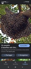 Récupére essaim abeilles d'occasion  Saint-Jory